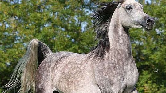 Padła kolejna klacz należąca do Shirley Watts. "To efekt celowego działania osób trzecich"