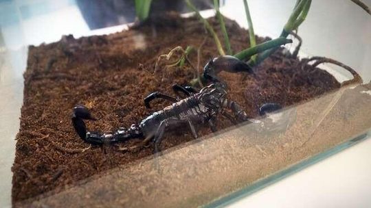 Pająki, gekony i skorpiony w galerii Felicity (zdjęcia)