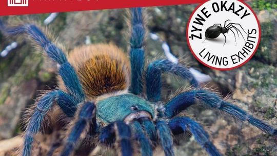 Pająki i skorpiony na wyciągnięcie ręki w Stężycy