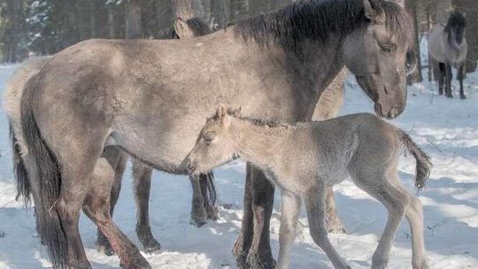 Pako sprawił się na medal. Są źrebaczki