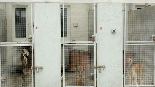 Pamiętaj o psie, gdy wyjeżdżasz na urlop. Hotele dla zwierząt w Lublinie i okolicach