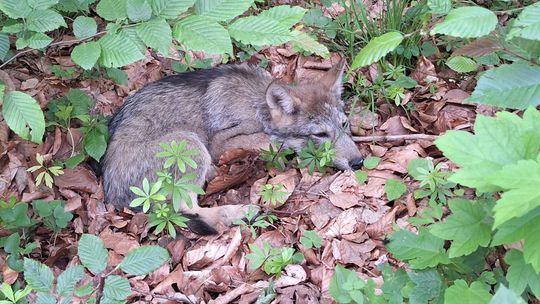 Pamiętajmy - w Parkach Narodowych jesteśmy gośćmi. To dom dzikich zwierząt 