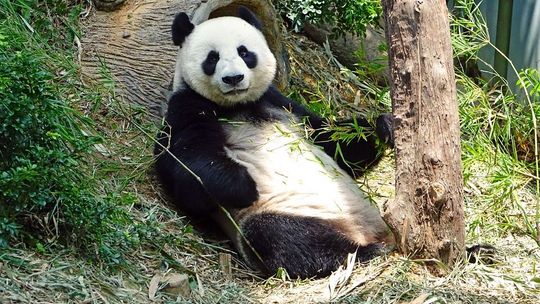 Pandy wielkie pojawią się w zoo w Zamościu? To może być turystyczny hit Lubelskiego