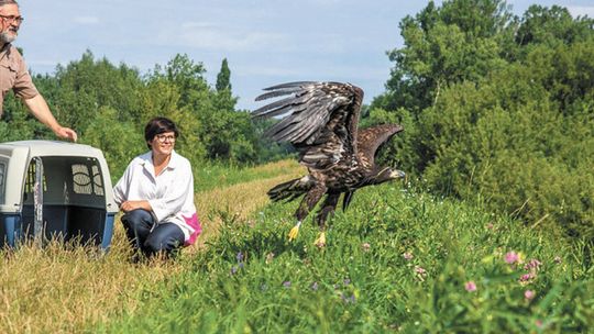 Pani bielikowa miała uraz nadgarstka. Teraz swobodnie szybuje