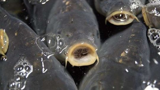 Panowie poszli na ryby. Nad miejski staw