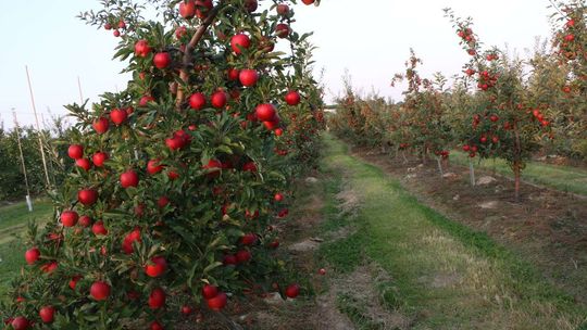 Państwo kupi jabłka od sadowników z woj. lubelskiego. Jakie będą ceny?