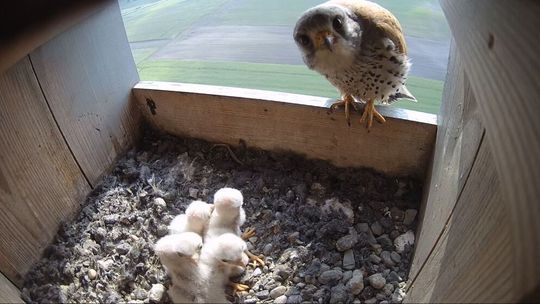 Państwo pustułki dumnie pokazują nowych członków rodziny