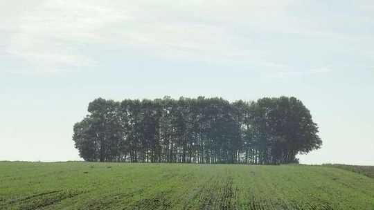 Państwo sięga po prywatny las. Teraz prawo pierwokupu ma leśniczy