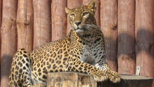 Pantera w podróży służbowej. Nowe zwierzęta w zoo w Zamościu