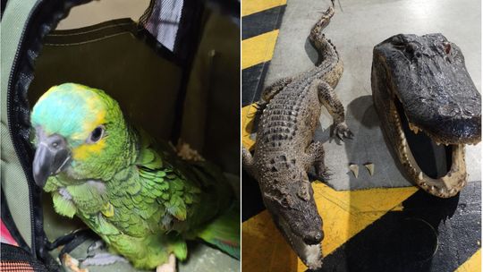 Papuga, wyroby z krokodyla - Służba Celno-Skarbowa na posterunku gatunków chronionych