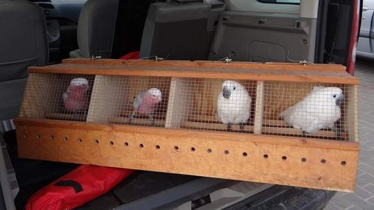 Papugi na granicy za prawie 40 tys. zł