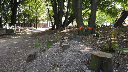 Parafia usuwa drzewa na cmentarzu. Mariawici chcą zbudować mur