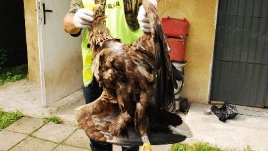 Parczew: Przerobili wiatrówki na broń ostrą (wideo)