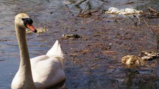 Park Czartoryskich w Puławach jak śmietnik