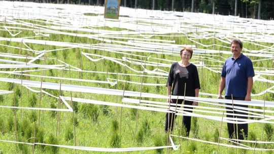 Park Labiryntów rośnie w Rąblowie