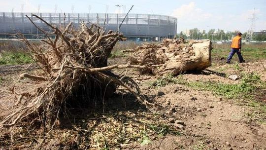 Park Ludowy: Drzew nie ma, droga do stadionu wolna
