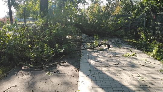 Park Ludowy w Lublinie. Połamane gałęzie, powalone drzewa [zobacz]