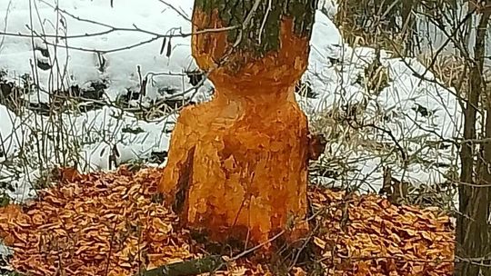 Park pięknieje, a bobry harcują