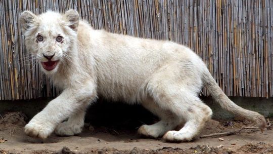 Park ze zwierzętami koło Wojciechowa. Biały lew czeka na gości (zdjęcia)