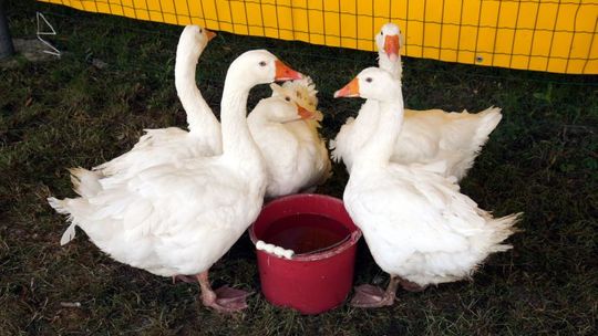 Pasze GMO mogą być stosowane do 2017 r.