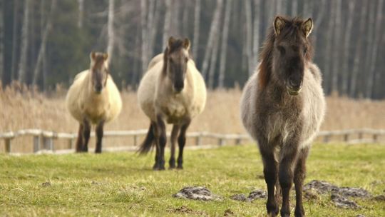 Patataj, patataj, czyli konik polski w swoim naturalnym środowisku