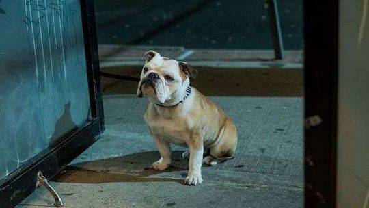 "Paterson" Jima Jarmuscha. Trzy seanse w Centrum Kultury