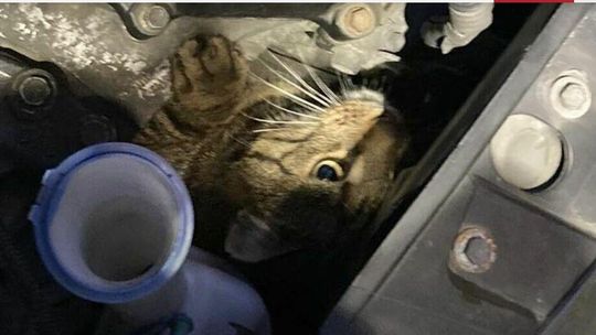 Patrz pod maskę! Możesz znaleźć tam takiego gościa