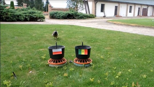 Paw z Kozłówki już wie! Wytypował zwycięzcę meczu Polska-Senegal [wideo]