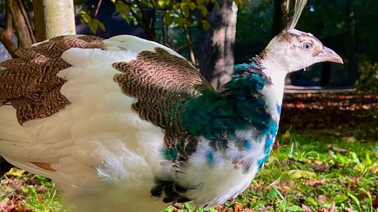 Paw z Ogrodu Saskiego nie jest już bezimienny. Ma nawet dwa imiona