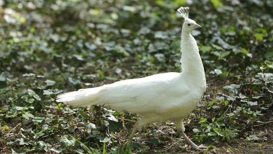 Pawie spacerowały po Ogrodzie Saskim. Pierwsze wyjście z woliery