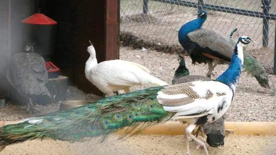 Pawie szykują się do spacerów po Ogrodzie Saskim