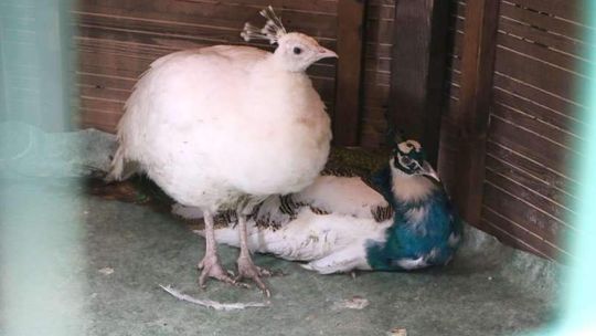 Pawie zamieszkały w Ogrodzie Saskim. Lisów jeszcze nie złapali