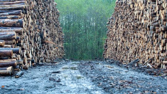 Pellet - co to jest i dlaczego warto zwrócić na niego uwagę?