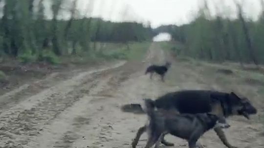 Perła z nowym piwem i kampanią reklamową (wideo)