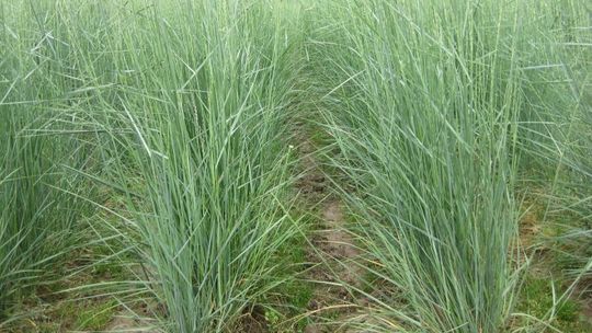 Perz energetyczny. Na biomasę i pelety