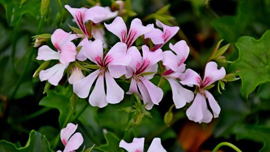 Petunie, pelargonie i smagliczki ozdobią ulice Lublina. Miasto zamawia kwiaty