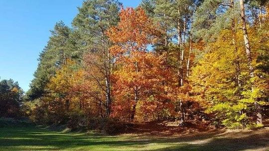Piękna jesień na zdjęciach naszych Czytelników