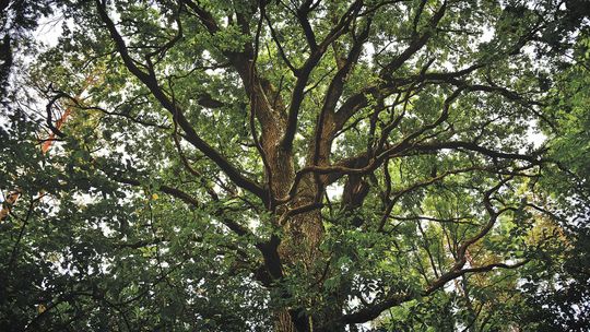 Piękny, pomnikowy, bezimienny. Jak nazwać dąb?