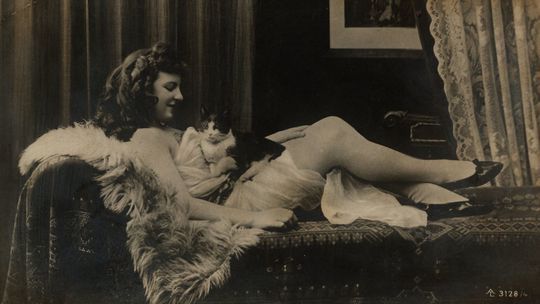 Pierwsza dama polskiej satyry o kotach