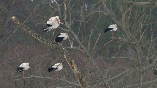 Pierwsze bociany na Roztoczu (zdjęcia)