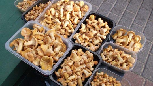 Pierwsze grzyby na targowiskach w regionie