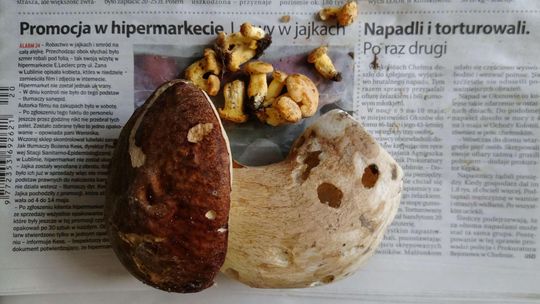 Pierwsze grzyby w Lasach Kozłowieckich