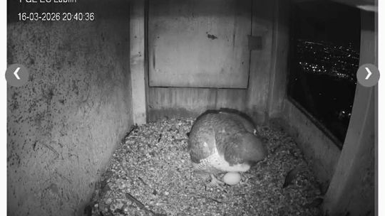 Pierwsze jajo w gnieździe lubelskich sokołów