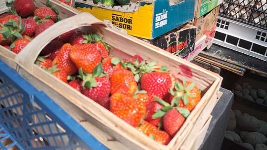 Pierwsze krajowe truskawki, cena?