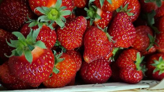 Pierwsze lubelskie truskawki. Sprawdzamy ceny i aż trudno uwierzyć, jak jest drogo