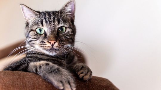 Pierwsze ognisko wścieklizny w 2025 roku stwierdzone u kota