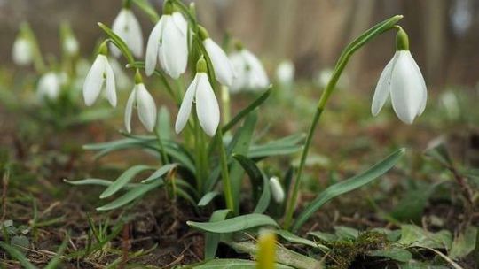 Pierwsze oznaki wiosny w Ogrodzie Botanicznym UMCS (zdjęcia)