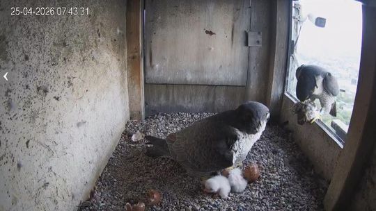 Pierwsze pisklęta w gnieździe na kominie. Sokoły z Lublina doczekały się potomstwa