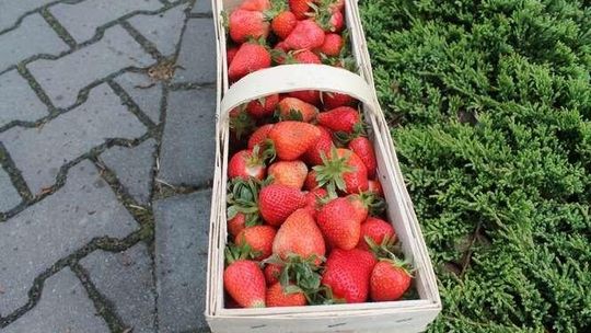 Pierwsze truskawki już są. U pani Iwony ponoć najlepsze