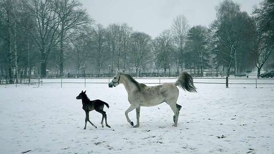 Pierwsze w tym sezonie źrebięta w stadninie w Janowie Podlaskim [zdjęcia]